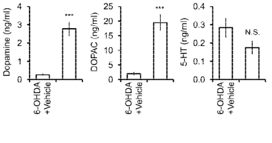 이식 세포의 기능성 평가를 위한 in vivo microdialysis 후 도파민, 도파민 대사체 및 세로토닌의 정량 결과