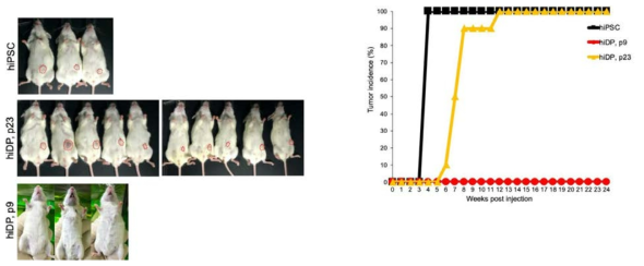 세포 이식 후 13주(iPSC), 12주(p23 iDP) 및 24주(p9 iDP)차 NSG생쥐의 모습(좌). iPSC, p9 iDP, p23 iDP이식에 의한 종양형성율 (우)