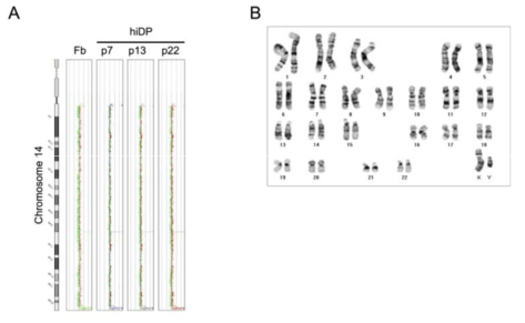 iDP 직접교차분화 과정 및 장기계대에서의 CNV 및 염색체 구조 분석