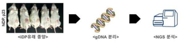 iDP유래 종양으로부터 유전적 안정성 평가