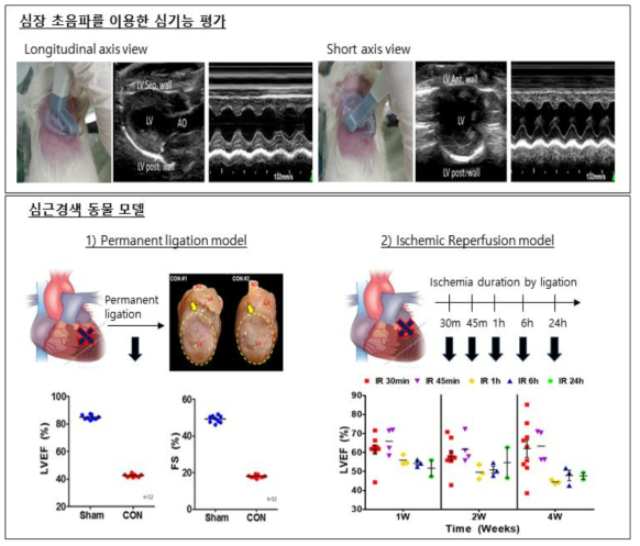 심근경색 모델 및 심기능 개선 효과에 대한 평가법 확립