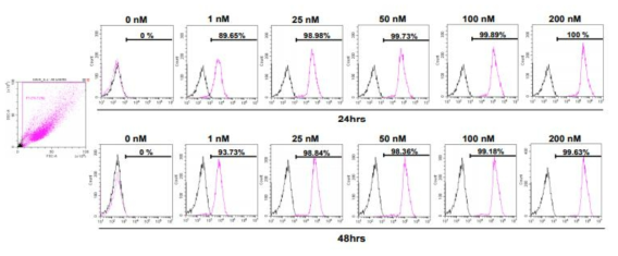 WI-38에서 유세포 분석기를 통한 microRNA scrambled Cy-5 발현양 조건 실험