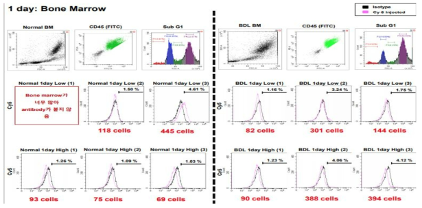 microRNA scrambled Cy-5의 투여 1일 후 그룹별 골수에서의 발현 분석