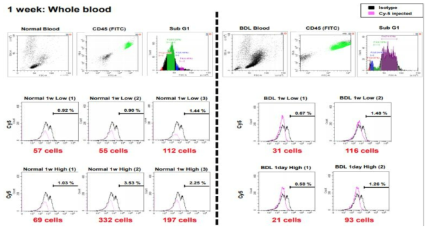 microRNA scrambled Cy-5의 투여 1주 후 그룹별 혈액에서의 발현 분석