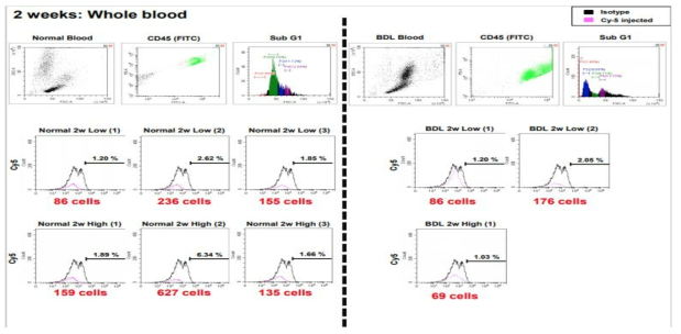 microRNA scrambled Cy-5의 투여 2주 후 그룹별 혈액에서의 발현 분석