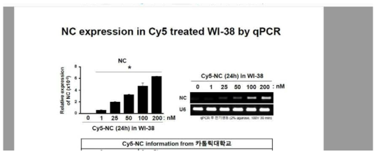 WI-38 세포주에서 PCR을 통한 microRNA scrambled Cy-5 발현 조건 실험