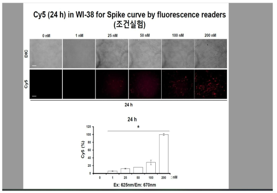 24시간 동안 microRNA scrambled Cy-5를 처리한 WI-38 세포 주에서의 형광 현미경 촬영 및 형광 측정기를 이용한 Cy5 발현 확인