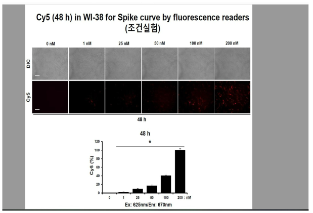 48시간 동안 microRNA scrambled Cy-5를 처리한 WI-38 세포 주에서의 형광 현미경 촬영 및 형광 측정기를 이용한 Cy5 발현 확인