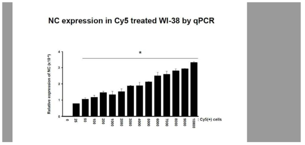 WI-38 세포주에서 qPCR을 통한 microRNA scrambled Cy-5의 발현