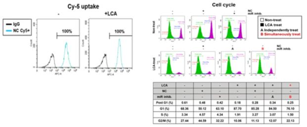 target microRNA 이식 후, 간세포에서의 uptake 및 세포주기 분석