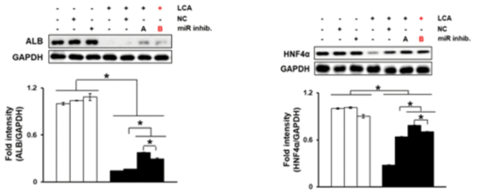 target microRNA 이식 후, 간세포에서의 간 재생 인자 분석