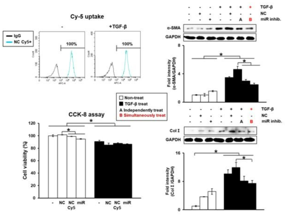 target microRNA, 간성상세포에서의 간 섬유화 억제능 분석