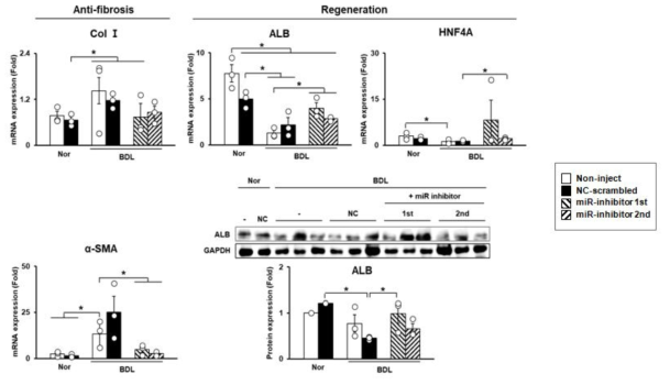 target microRNA 이식 후 만성 간경변증 동물 간 조직에서의 간 재생인자 분석