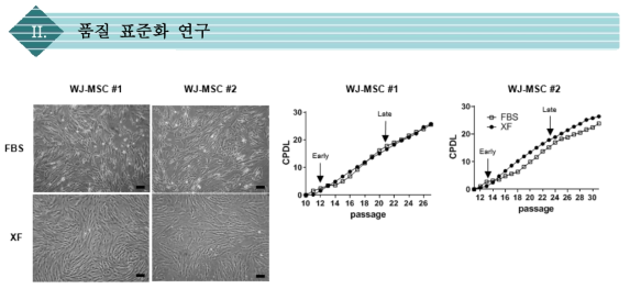 10%-MSC, XF-MSC 간의 세포 특성 비교