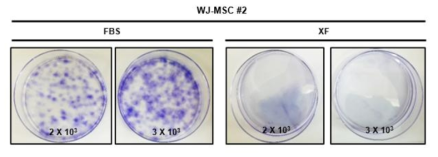 10%-MSC, XF-MSC의 CFU-F assay 차이 확인