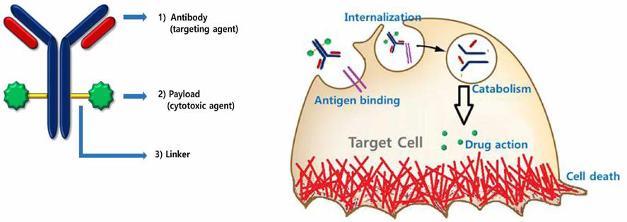 항체-약물 중합체의 구성 요소 및 작용기전 (출처: 글로벌 항체-약물 중합체 (ADC)의 개발 전략 및 허가，2018)