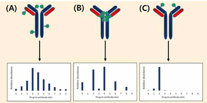 ADC의 링커 접합 위치에 따른 약물 대 항체 결합 비율 (drug to - antibody ratio, DAR) 분포 양상 (출처 : S Kaur et al, Bioanalytical assay strategies for the development of antibody - drug conjugate biotherapeutics, 2013)