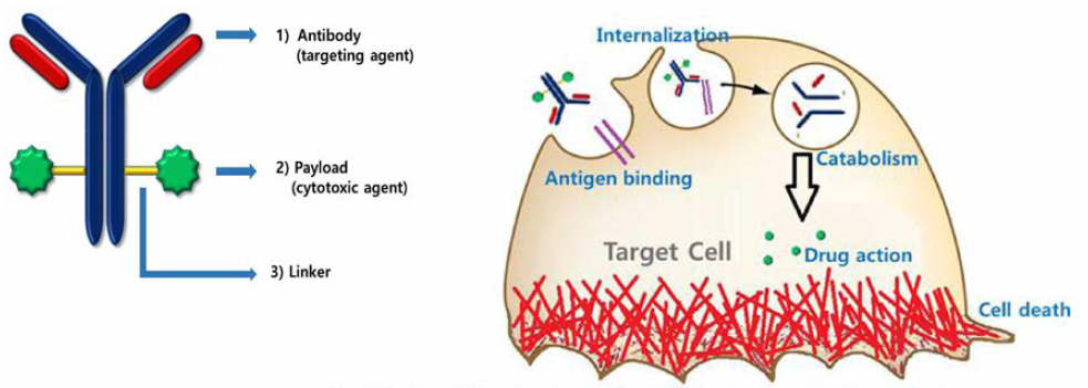 항체-약물 중합체의 구성 요소 및 작용기전 (출처: 글로벌 항체-약물 중합체 (ADC)의 개발 전략 및 허가，2018)