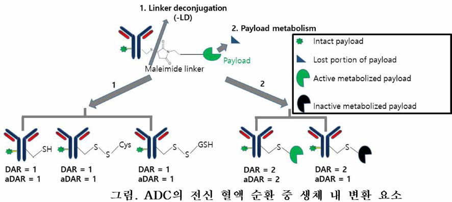 ADC의 전신 혈액 순환 중 생체 내 변환 요소 (줄처: Cong Wei et al” LC-MS Challenges in Characterizing and Quantifying Monoclonal Antibodies (mAb) and Antibody -Drug Conjugates (ADC) in Biological Samples, 2018)