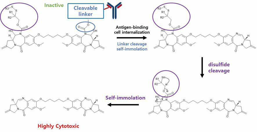 PBD (Pyrrolobenzodiazepine) 계열 세포독성약물을 전구체 형태로 접합한 ADC의 생체 내 반응 메커니즘 (출 처 : Zhonghua Pei et al” Exploration of Pyrrolobenzodiazepine (PBD) -dimers Containing Disulfide-based Prodrugs as Payloads for Antibody-Drug Conjugate, 2018)