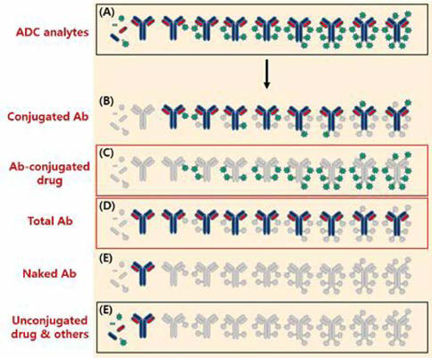 ADC와 관련한 여러 분석 요소들 (출처 : Gorovits B et al, Bioanalysis of antibody - drug conjugates： American Association of Pharmaceutical Scientists Antibody. Drug Conjugate Working Group position paper, 2013)