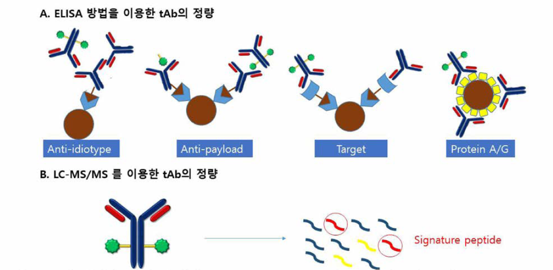 tAb의 정량을 위한 분석법 (A) ELISA, (B) 특정 효소 절단을 통한 hybrid LC-MS 분석 (출처: J Wang et al, Antibody - drug conjugate bioanalysis using LB -LC -MS/MS hybrid assays: strategies, methodology and correlation to ligand-binding assays, 2016) 탈