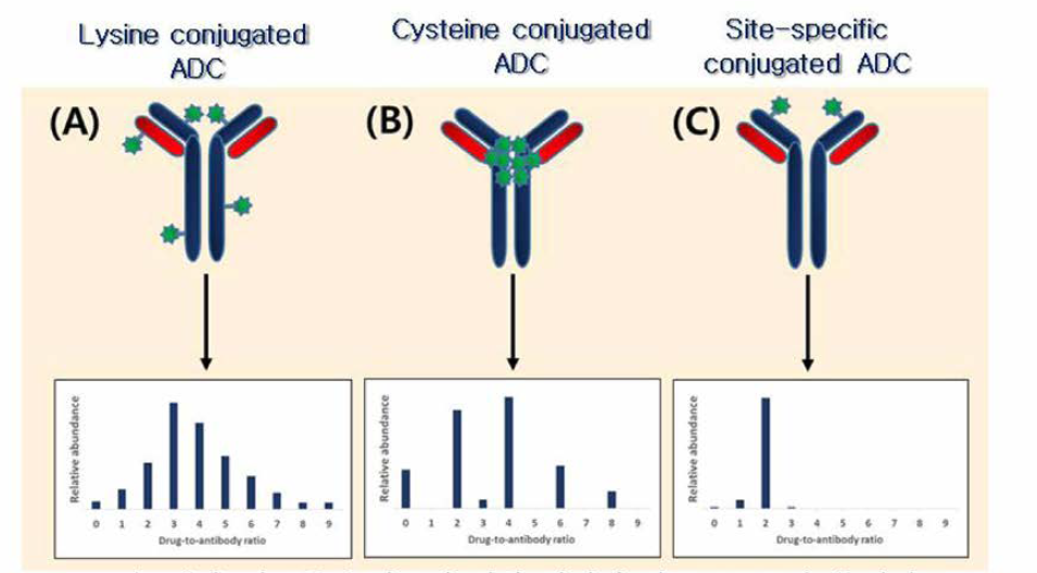 링커-세포독성 약물의 접합 위치에 따른 ADC 유형 예시 (출처 : Wen Jin Wu, Regulatory Considerations and Case Studies for Antibody Drug Conjugates, World ADC Berlin 2017)