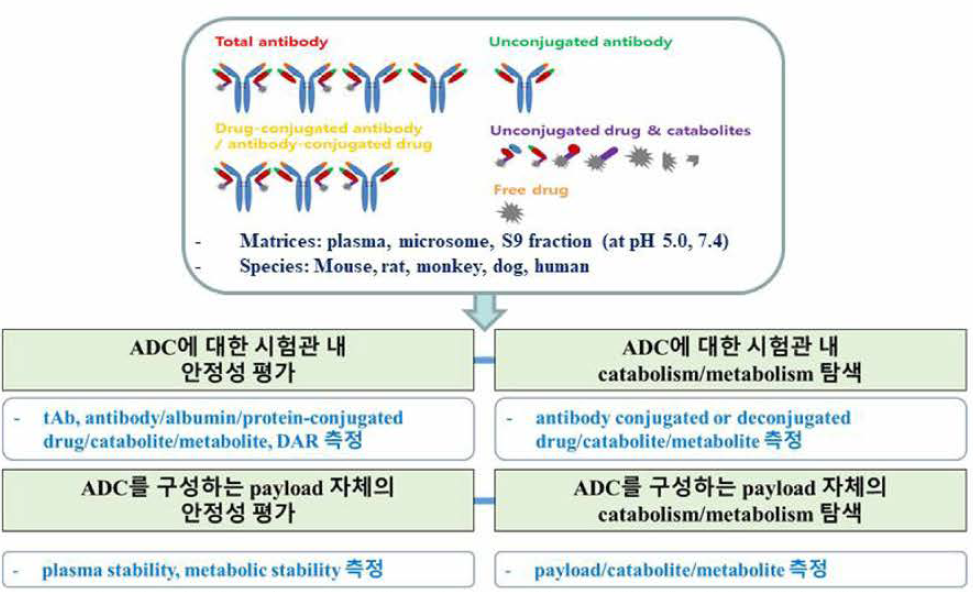 시험관 내 catabolism/metabolism 연구를 위한 실험 설계