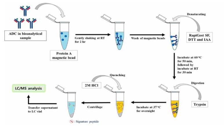 생체시료 내 총 항체량 (total Ab) 정량을 위한 전처리법 개발