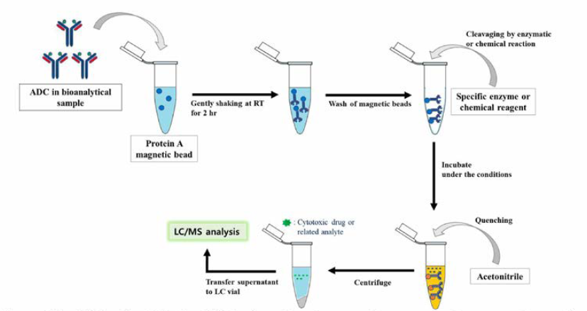 생체시료 내 접합 세포독성 약물 (antibody-conjugated drug, acDrug) 정량을 위한 전처리법 개발