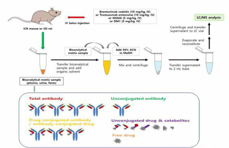 ADC의 생체 내 catabolis/metabolism 평가를 위한 연구 모식도
