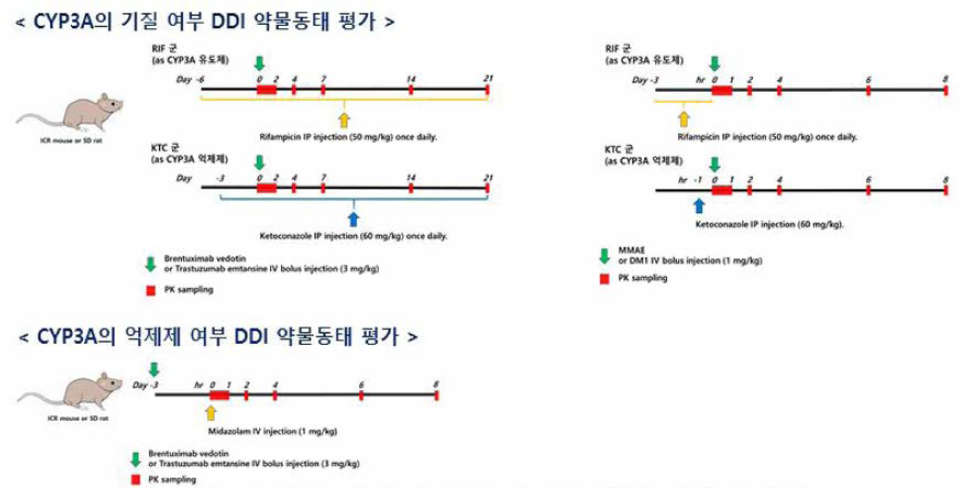 ADC의 생체 내 DDI 평가를 위한 연구 모식도