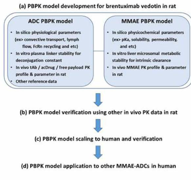 ADC의 PBPK 모델 기반 임상 약물동태 예측 연구 흐름도