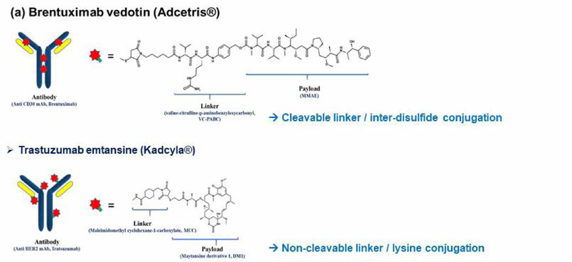 ADC의 catabolism/metabolism 및 DDI 관련 평 가를 위 한 2종의 tool compound ADC