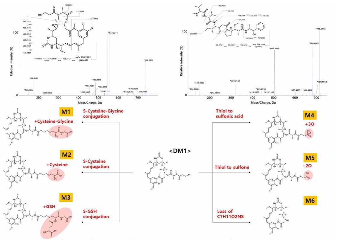 DM1 과 MMAE의 fragmentation pattern 및 MS spectrum