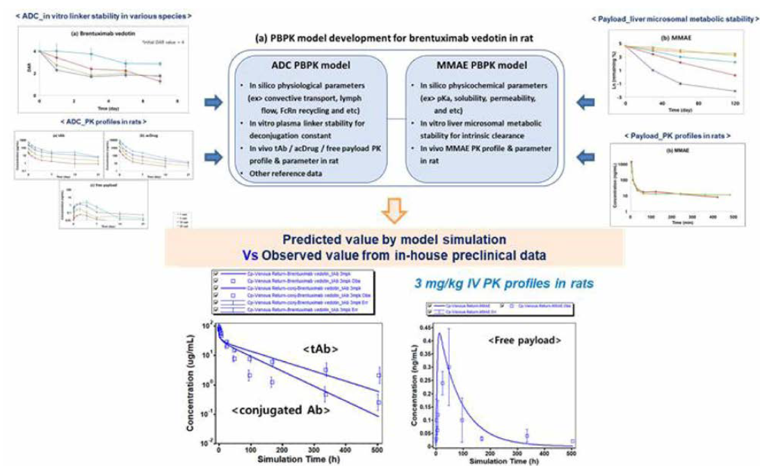 랫드에서 brentuximab vedotin에 대한 ADC 및 payload PBPK 모델 확립