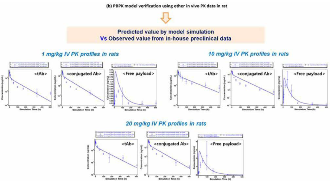 확립된 PBPK 모델을 이용하여 다른 투여 용량에 대한 ADC 각 분석물질의 약물 동태 예측
