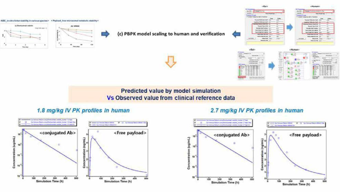 PBPK 모델의 임상 스케일링 및 임상 약물 동태 프로파일 예측 및 비교
