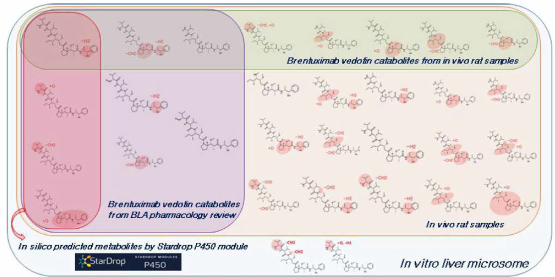 Stardrop™ P450 모듈을 이용한 MMAE의 대사체 구조 예즉 및 brentuximab vedotin과 MMAE를 이용한 다양한 시험관 및 비임상 종에서의 생체 내 대사체 확인 평가，BLA에서의 임상 이화생성물과의 비교