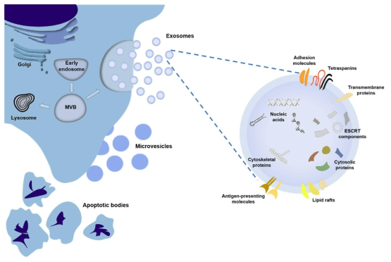 세포외소포의 종류와 구성 (출처: Rufino-Ramos et al., 2017)