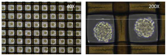 3D co-culture 모델 (Myocytes/Fibroblasts/Endothelial Cells)