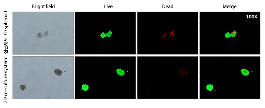 Live/dead cell assay를 이용한 3D 모델 생존율 확인