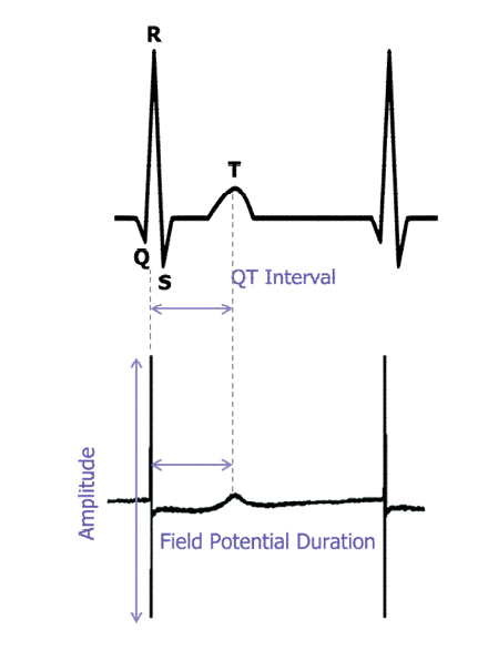 QT간격과 field potential duration 사이 상관관계