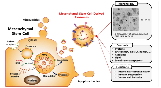 중간엽줄기세포 유래 엑소좀의 특성(형태학적 특성, 구성성분, 기능 등)