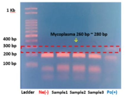 UC-MSC 세포배양액에서의 mycoplasma 부정시험