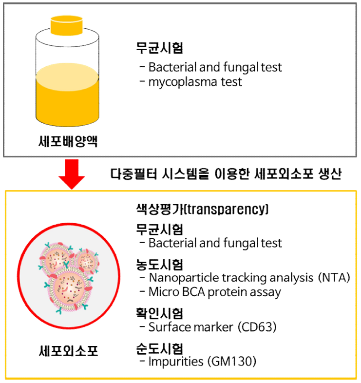 제대 중간엽줄기세포 유래 세포외소포 생산 및 품질평가