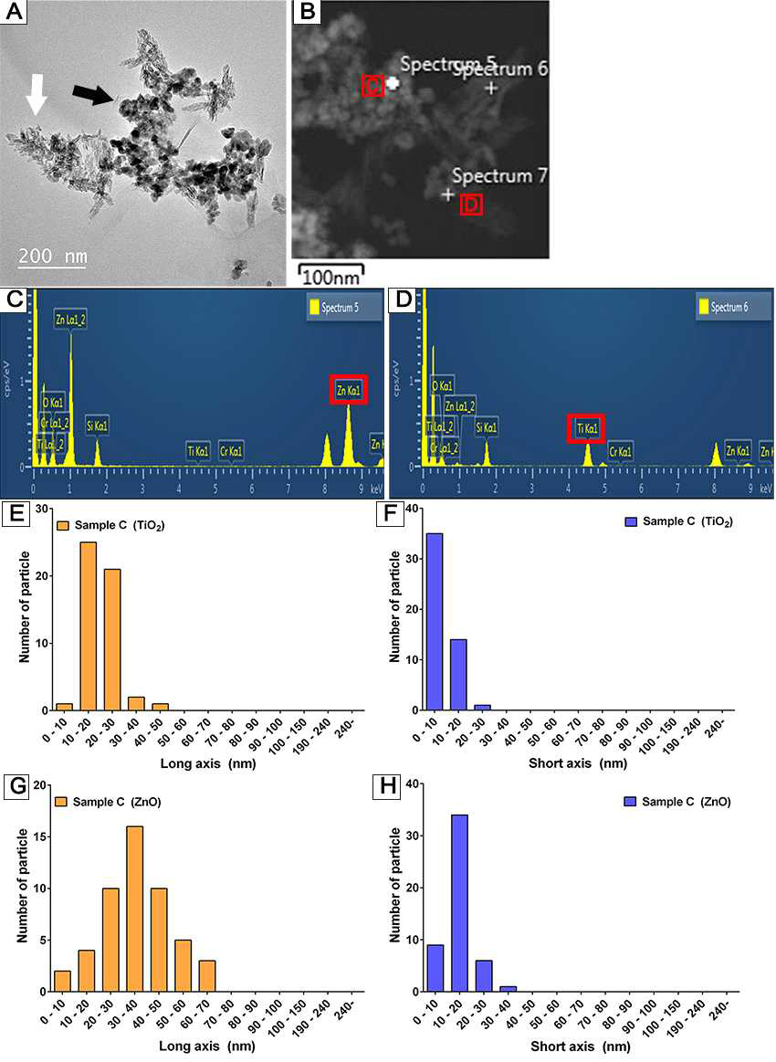 Sample C의 TEM 이미지 측정결과. A. TEM 이미지(검은색 화살표는 ZnO, 흰 색 화살표는 TiO2를 나타냄), B. STEM 이미지, C. EDS 측정결과-1, D EDS 측정결과 -2, E. TiO2 입자의 길이측정(장축), F. TiO2 입자의 길이측정(단축), G. ZnO 입자의 길이측정(장축), F. ZnO 입자의 길이측정(단축)