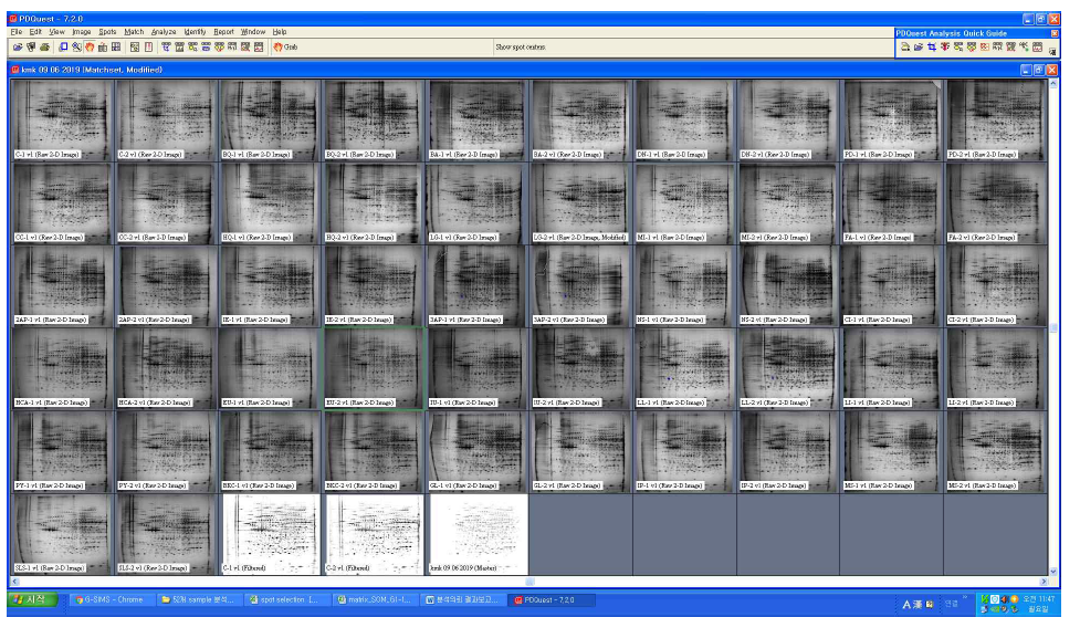 각 물질의 2DE 결과 전체 이미지 (총 52회)