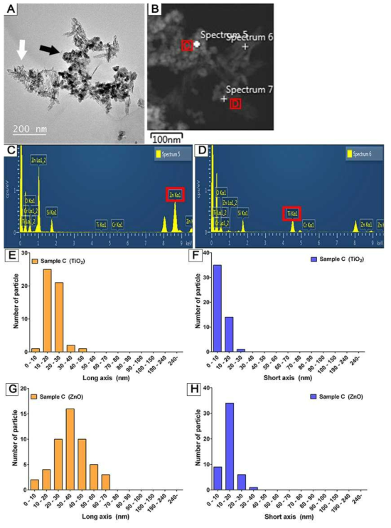 Sample C의 TEM 이미지 측정결과. A. TEM 이미지(검은색 화살표는 ZnO, 흰색 화살표는 TiO2를 나타냄), B. STEM 이미지, C. EDS 측정결과-1, D EDS 측정결과-2, E. TiO2 입자의 길이측정(장축), F. TiO2 입자의 길이측정(단축), G. ZnO 입자의 길이측정(장축), F. ZnO 입자의 길이측정(단축)