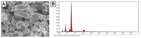 Sample D의 SEM 이미지 및 EDS 측정결과. A. SEM 이미지, B. EDS 측정결과